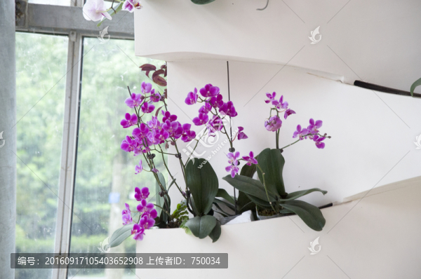 蘭花