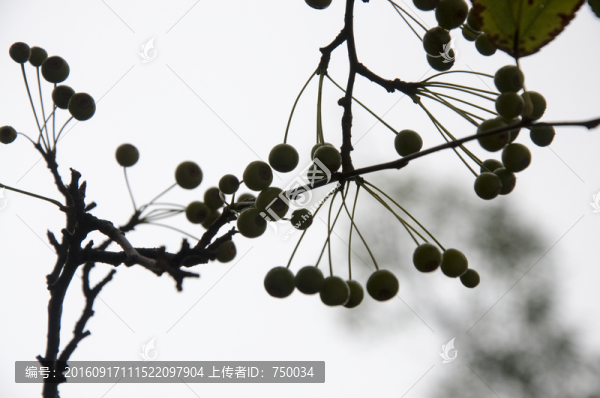 野果實(shí)