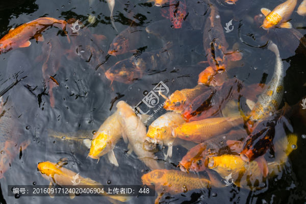 池塘中的錦鯉,池塘中的魚,錦鯉