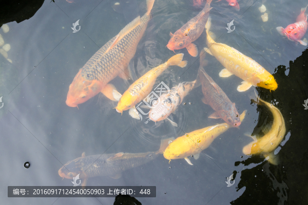 池塘中的錦鯉,池塘中的魚,錦鯉
