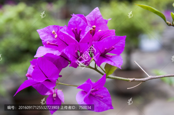三角梅攝影