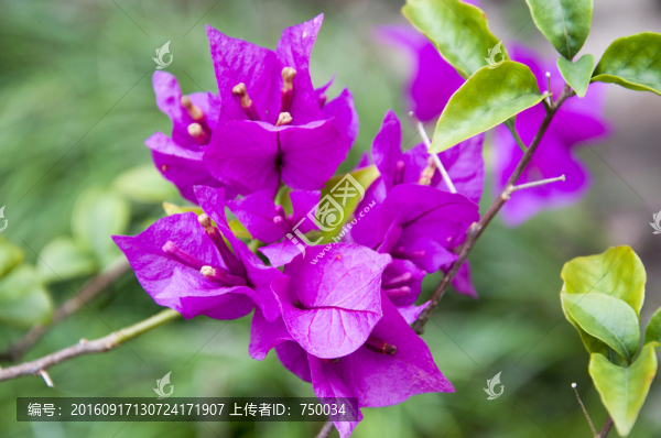 三角梅特寫