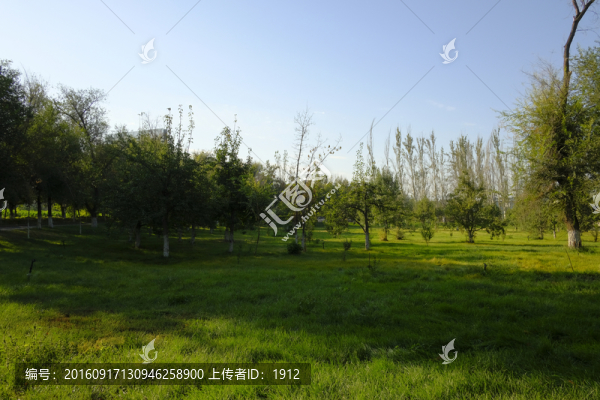 綠樹林