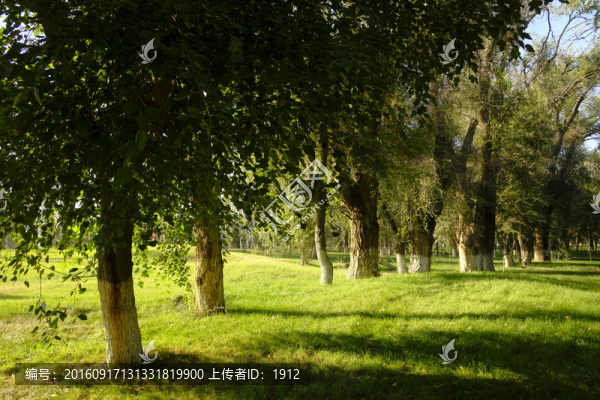 綠樹(shù)林