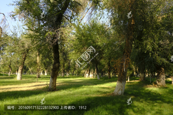 綠樹林