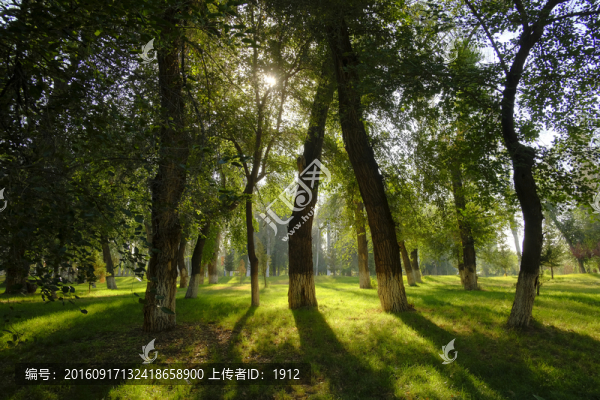 綠樹林