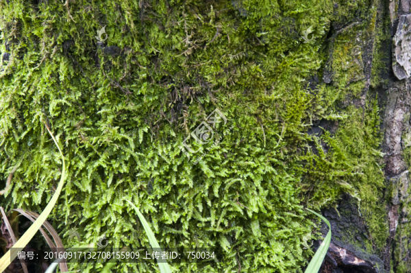 苔蘚