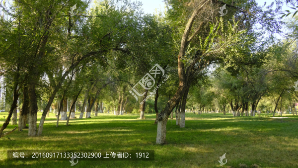 綠樹林