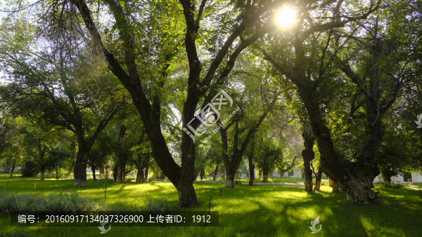 綠樹林
