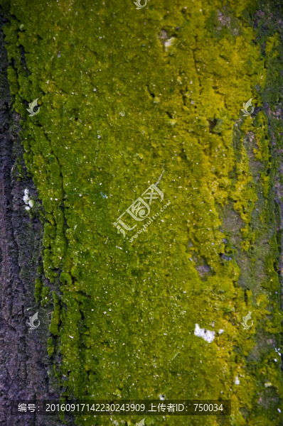 青苔高清圖