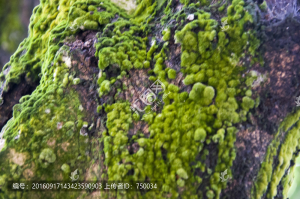 綠色苔蘚