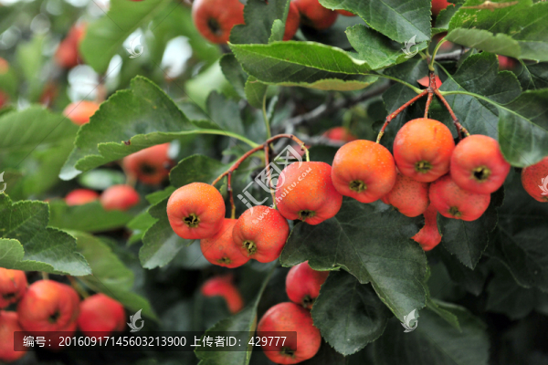 紅山楂,,山楂成熟