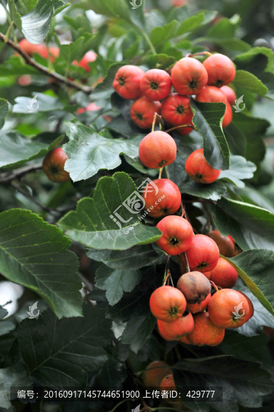 紅山楂,,山楂園