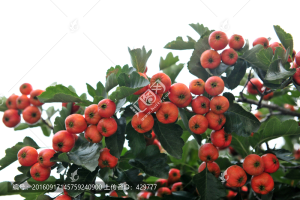 紅山楂,,山楂樹