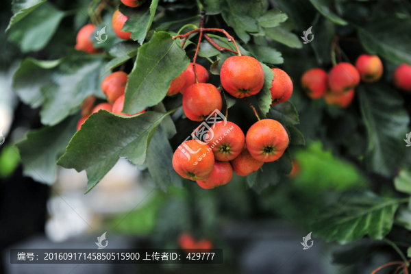 紅山楂,,山楂樹,,山楂園