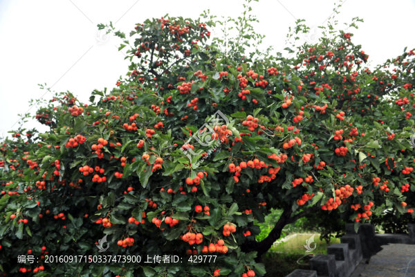 山楂樹,,果樹,,果園