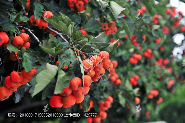 紅山楂,,山楂園,,果園