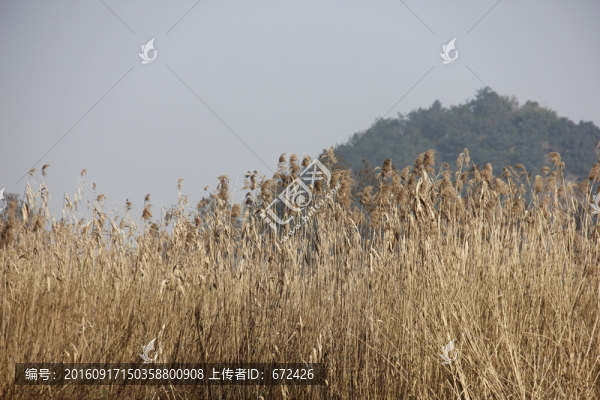 蘆葦