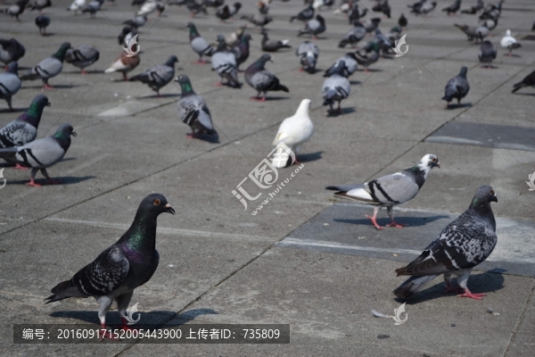 廣場鴿子