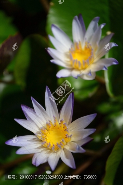 白色花瓣