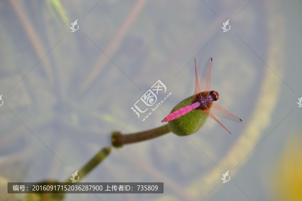 蜻蜓