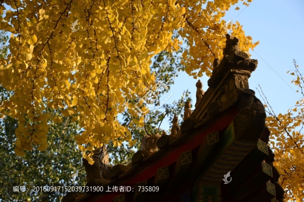 屋檐秋葉