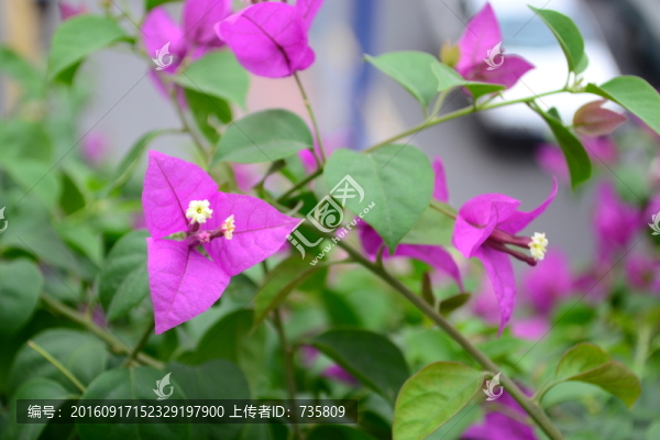 紫色花