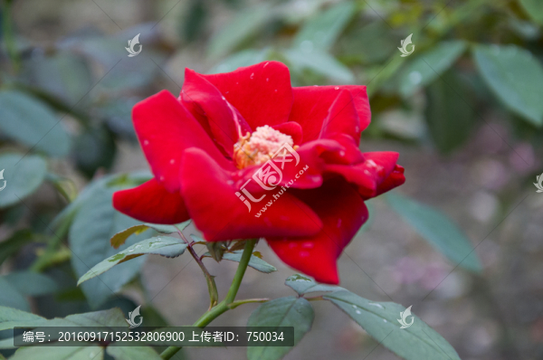 高清玫瑰花