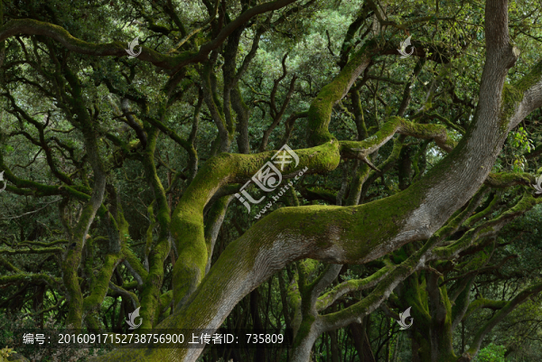 樹蔭深處