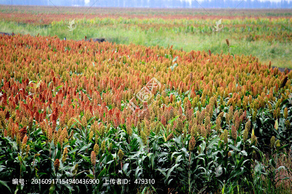 紅高粱,高粱,高粱地,高粱田