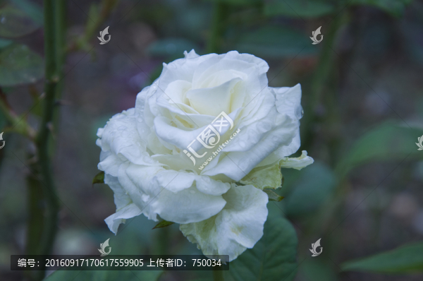 白玫瑰