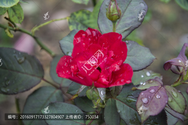 玫瑰花高清攝影