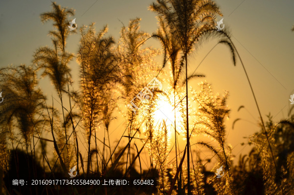 夕陽下的蘆葦花
