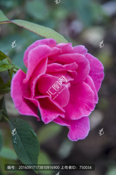 玫瑰花近拍