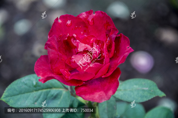 紅色玫瑰