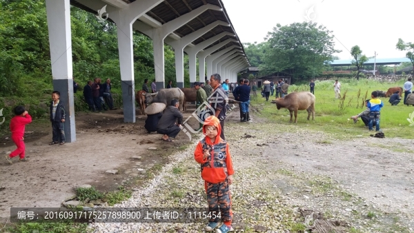 耕牛交易市場