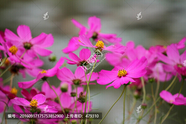 格?；?掃帚梅