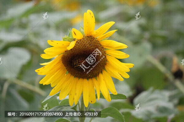 葵花,向日葵,花卉,鮮花,成熟