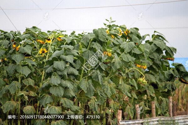 葵花,向日葵,花卉,鮮花