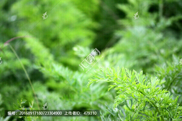 蔬菜地,胡蘿卜