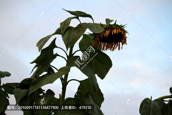 葵花,向日葵,花卉
