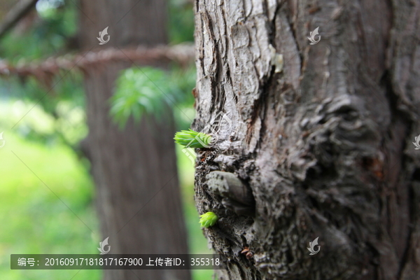 生命,生長,芽