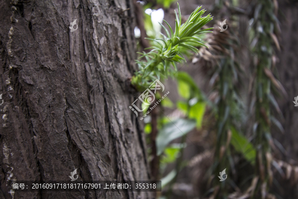 生命,生長,芽