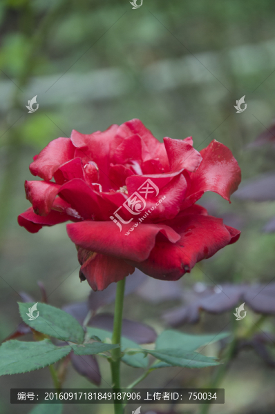 玫瑰花素材