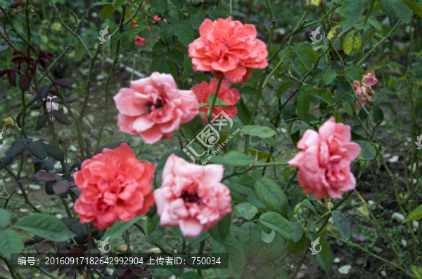 玫瑰花束