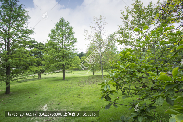 草地,公園,植物