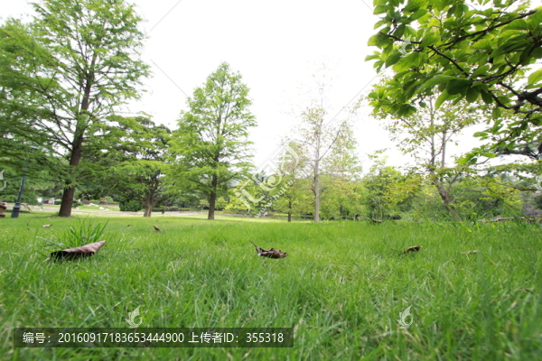 草地,公園,植物
