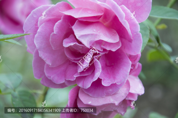 玫瑰花高清大圖