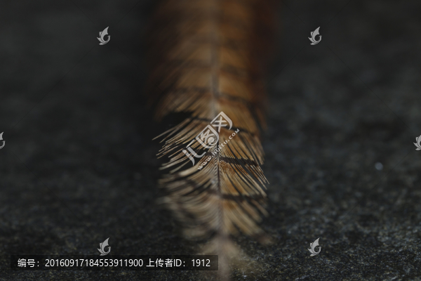 羽毛