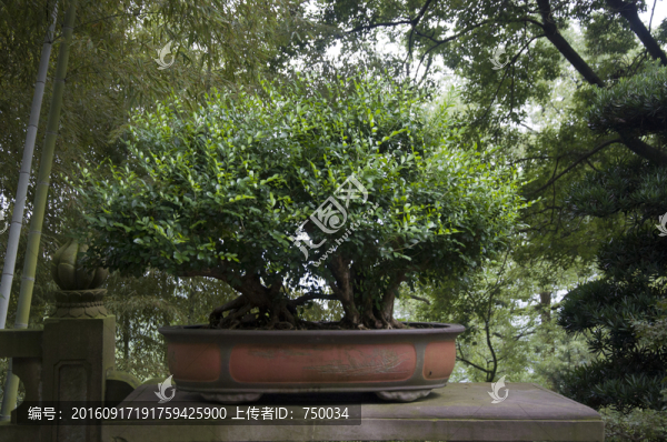 景觀樹